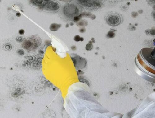 Mold Remediation: What Is It And Why Is It Important?