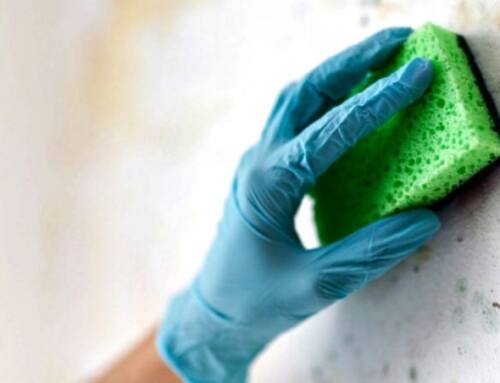 The Best Mold Prevention Tips